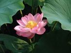 20061101013310-loto2.jpg