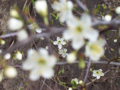 20070417205935-flores-blancas.jpg
