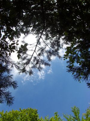 20071129205518-solombra.jpg